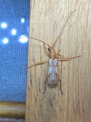 Eburodacrys tuberosa