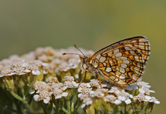 Melitaea aurelia