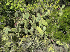 Opuntia stricta