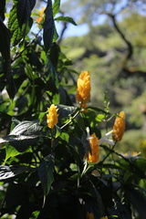 Pachystachys lutea