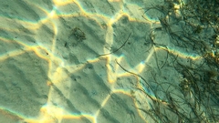 Ovalipes australiensis