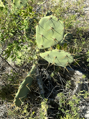 Opuntia stricta