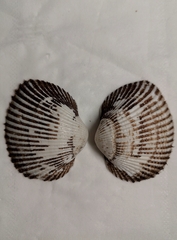 Anadara kagoshimensis