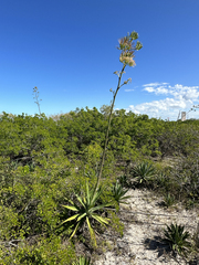 Agave fourcroydes