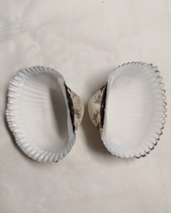 Anadara kagoshimensis