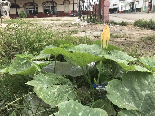 Cucurbita moschata