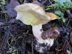 Suillus pungens