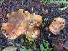 Suillus pungens