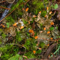 Peltigera membranacea
