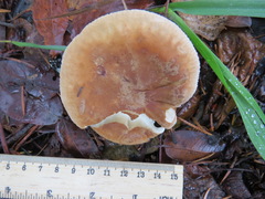 Leucopaxillus gentianeus