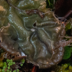 Peltigera membranacea