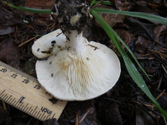 Leucopaxillus gentianeus