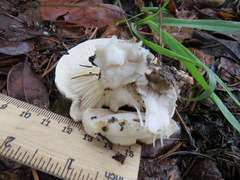 Leucopaxillus gentianeus