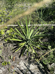 Agave fourcroydes
