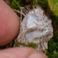 Peltigera membranacea