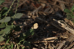 Eurema daira sidonia