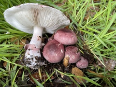 Lepiota decorata