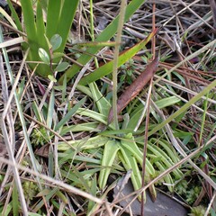 Pinguicula caerulea
