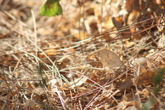 Eurema daira sidonia