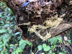 Arcyria obvelata