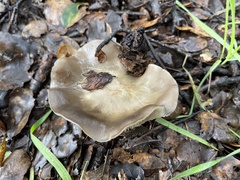 Entoloma ferruginans