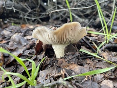 Entoloma ferruginans