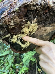 Arcyria obvelata