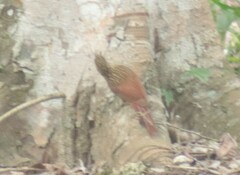 Xiphorhynchus flavigaster