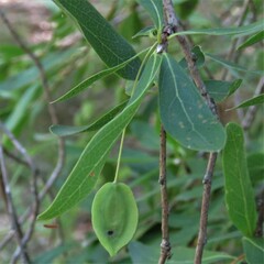 Terminalia australis