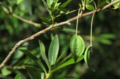 Terminalia australis