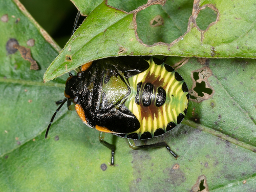 Green Stink Bug, photo 5 of 10