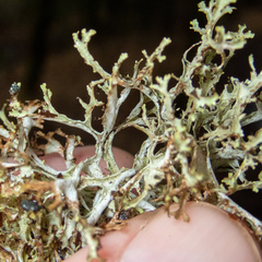 Platismatia stenophylla