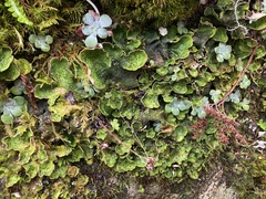 Peltigera britannica