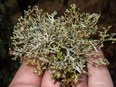 Platismatia stenophylla