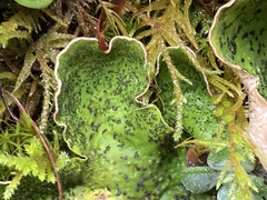 Peltigera britannica