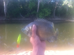 Hephaestus fuliginosus