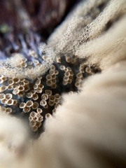 Arcyria obvelata