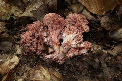 Ramaria botrytis