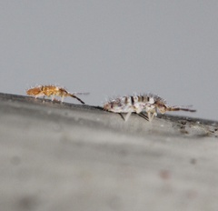 Entomobrya atrocincta