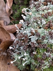 Cladonia peziziformis