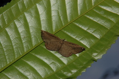 Voltinia loxicha