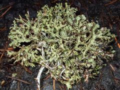 Platismatia stenophylla