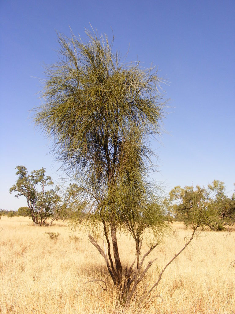 Apophyllum