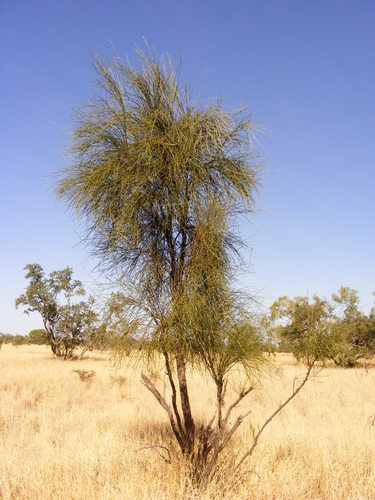 How to identify Apophyllum anomalum F.Muell.