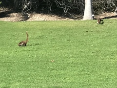 Nasua narica yucatanica