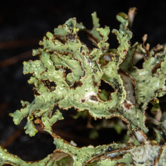 Platismatia stenophylla