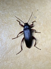 Coleoptera