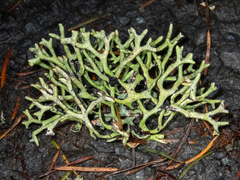 Hypogymnia inactiva