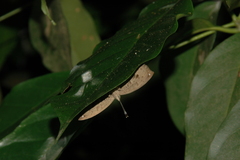 Voltinia loxicha