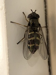 Parasyrphus